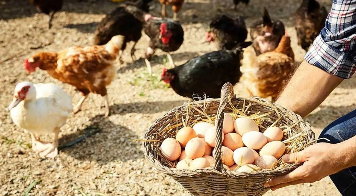 "Somos campeones mundiales en consumo de huevo": destacan que Argentina superará los 400 huevos por habitante este año