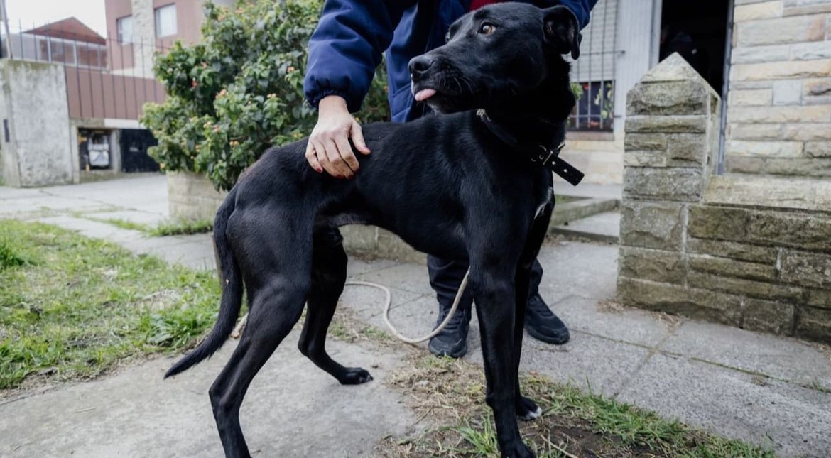 Desnutrido y golpeado: así rescataron a un perro de Faro Norte