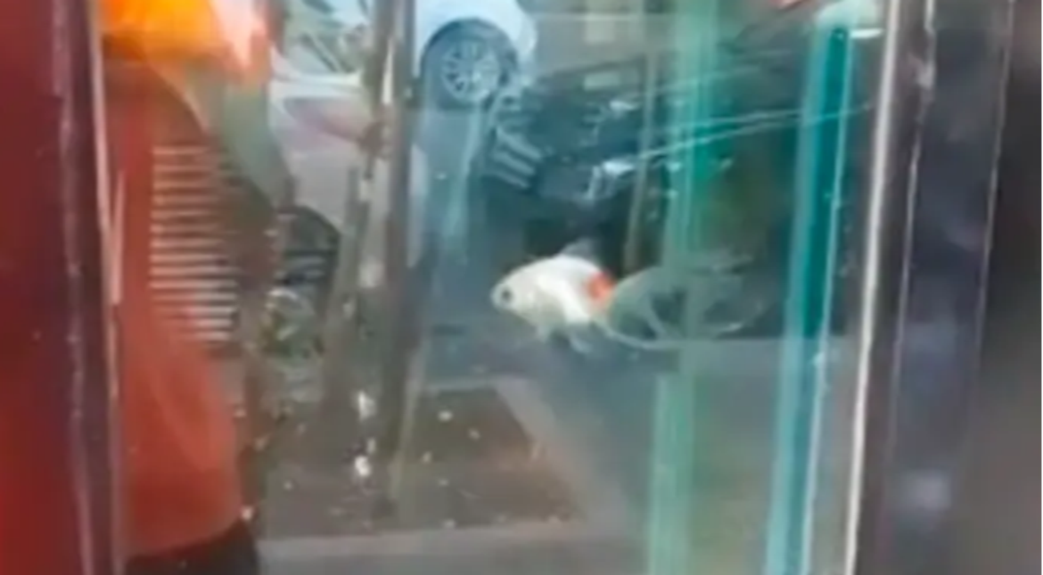 Rescatan a dos peces que eran exhibidos en la vidriera de un local de sushi tras una denuncia por maltrato animal