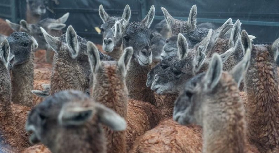 Una provincia busca habilitar la cría, venta y consumo de jabalíes y guanacos: "Carnes salvajes"