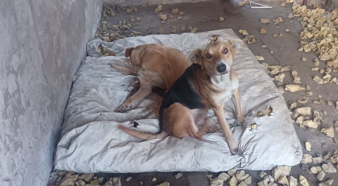 Catalina y Poroto quedaron solos tras la mudanza de sus dueños y buscan una familia que los adopte