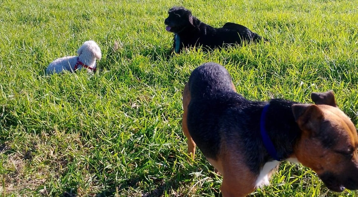 El mejor regalo de cumpleaños: Corchito volvió a casa y emocionó a su familia