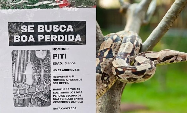 Falsa alarma en Colegiales: hombre mintió sobre boa perdida para publicitar su negocio