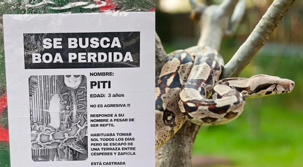 Publicó carteles por una boa perdida, era publicidad y los vecinos lo denunciaron