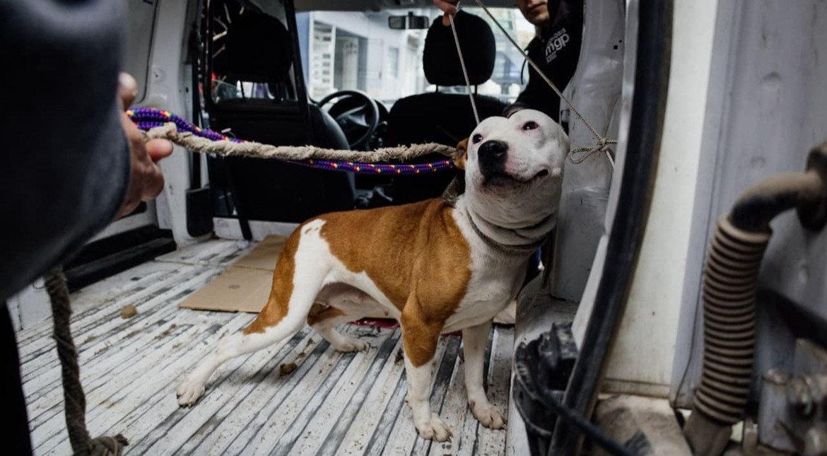 Rescatan a tres perros que estaban desnutridos y en estado de abandono en una casa del centro