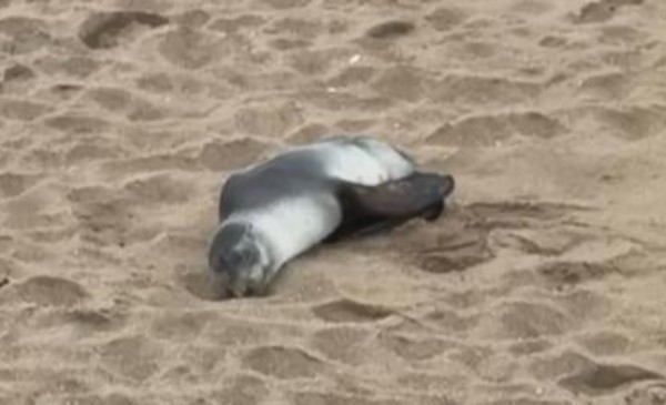 ¿El lobo marino se tomó un finde largo en MDP?