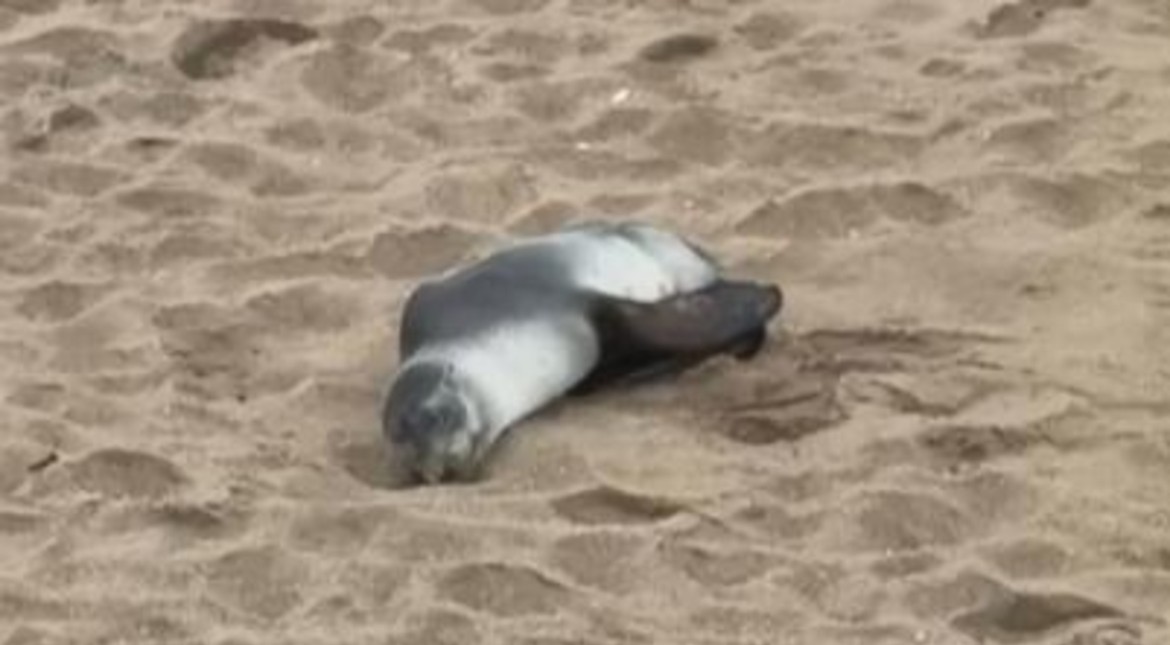 Sorpresa en la costa: qué pasa con el lobo marino que apareció en las playas del norte
