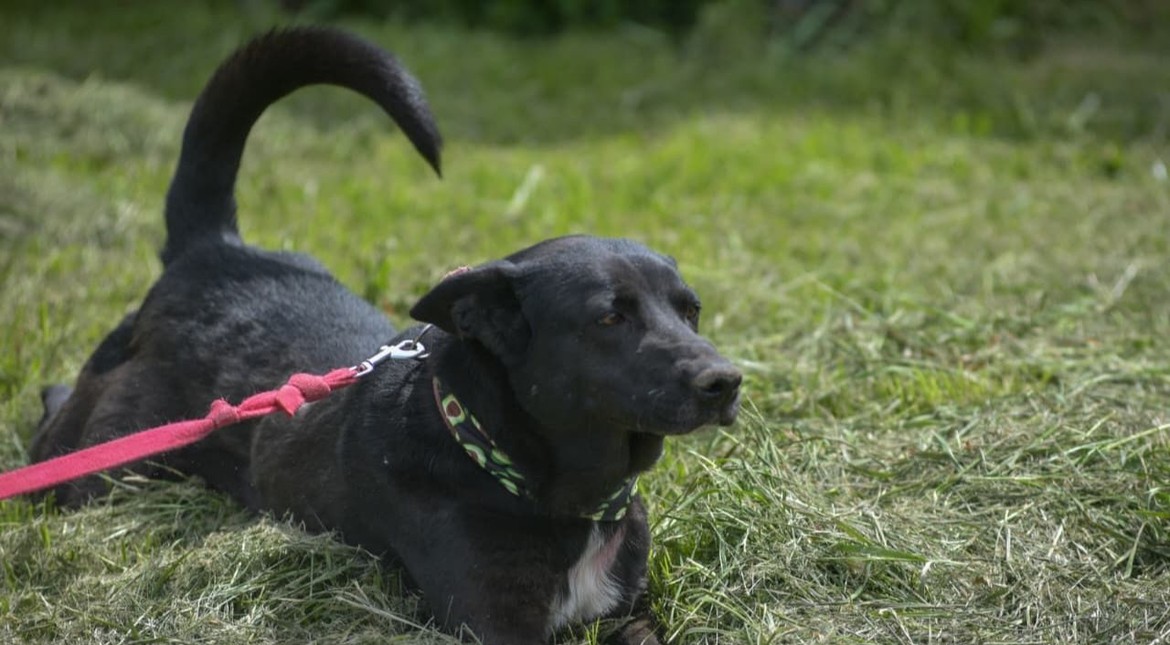 Los quirófanos móviles cambian de barrio: dónde castrar gratis a perros y gatos