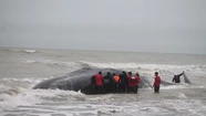 El operativo en Camet Norte por el cachalote varado en fotos