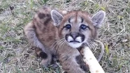 Rescatan a una cría de puma en Necochea
