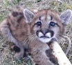 Rescatan a una cría de puma en Necochea