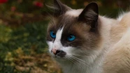 Día Internacional del Gato: ¿Por qué se celebra el 8 de agosto?