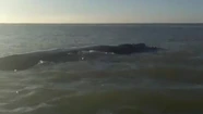 La ballena pasó a centímetros del kayak.