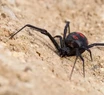 "Quería ser Spiderman": nene de 8 años se hizo picar por una araña y terminó internado
