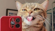 Los gatos son los animales con más seguidores en redes sociales. 