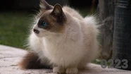 Cada 8 de agosto se celebra el Día internacional del Gato. Foto: 0223.