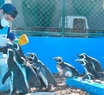 Regresan al mar 15 pingüinos luego de ser rescatados y recuperados