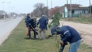 Forestación en Balcarce: plantan 140 árboles en la avenida Eva Perón