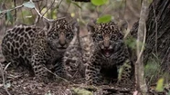 Detectan nuevos cachorros de yaguareté nacidos en estado silvestre en Corrientes
