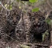 Detectan nuevos cachorros de yaguareté nacidos en estado silvestre en Corrientes