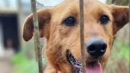 Un refugio de animales debe más de $7 millones: "No me dejen sola" Un refugio de animales debe más de $7 millones: "No me dejen sola"