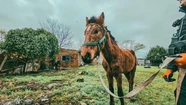 Increible rescate de un caballo maltratado en Santa Rosa del Mar Increible rescate de un caballo maltratado en Santa Rosa del Mar