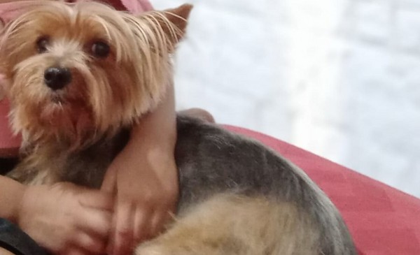 Busca desesperadamente a su perro y ofrece una importante recompensa | 0223