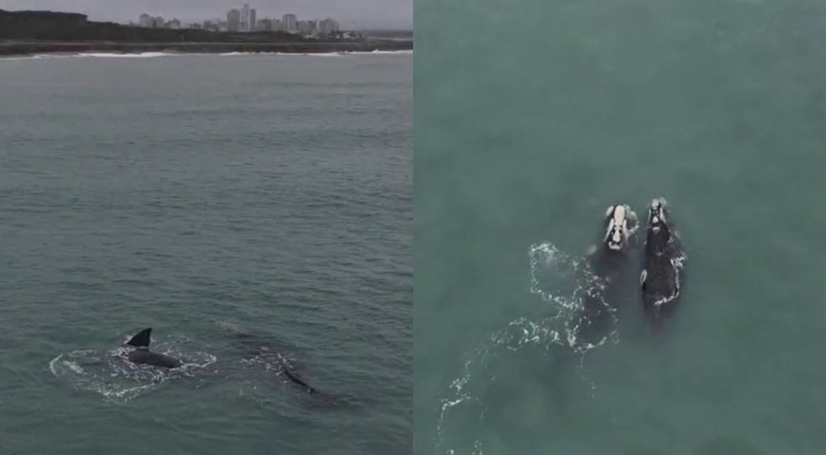 Las increíbles imágenes de dos ballenas francas australes frente a la costa de Miramar