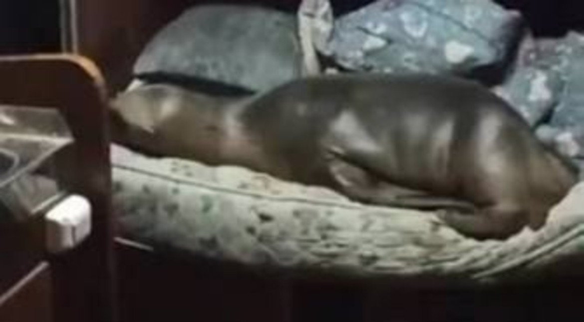 Como en casa: un lobo marino ingresó al camarote de un barco pesquero y se acostó en una cama