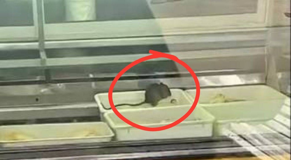 Un asco: grabaron ratas caminando entre la comida y clausuraron una granja