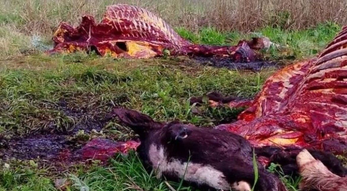 Los descuartizaron y hallaron las vísceras desparramadas: matan dos equinos, entre ellos una yegua preñada