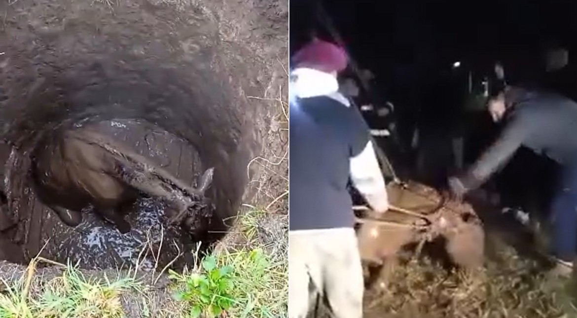 Final feliz: vecinos y bomberos lograron rescatar a la yegua que se había caído en un pozo ciego