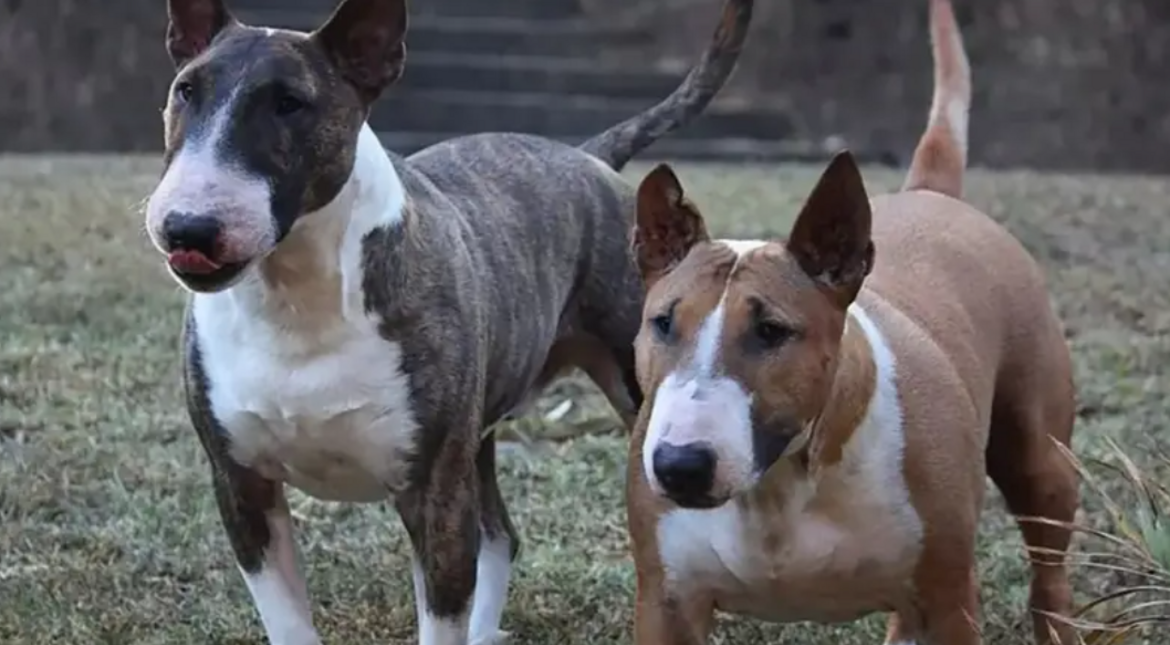 Lo mordieron dos perros Bull Terrier y los dueños le tienen que pagar una indemnización millonaria