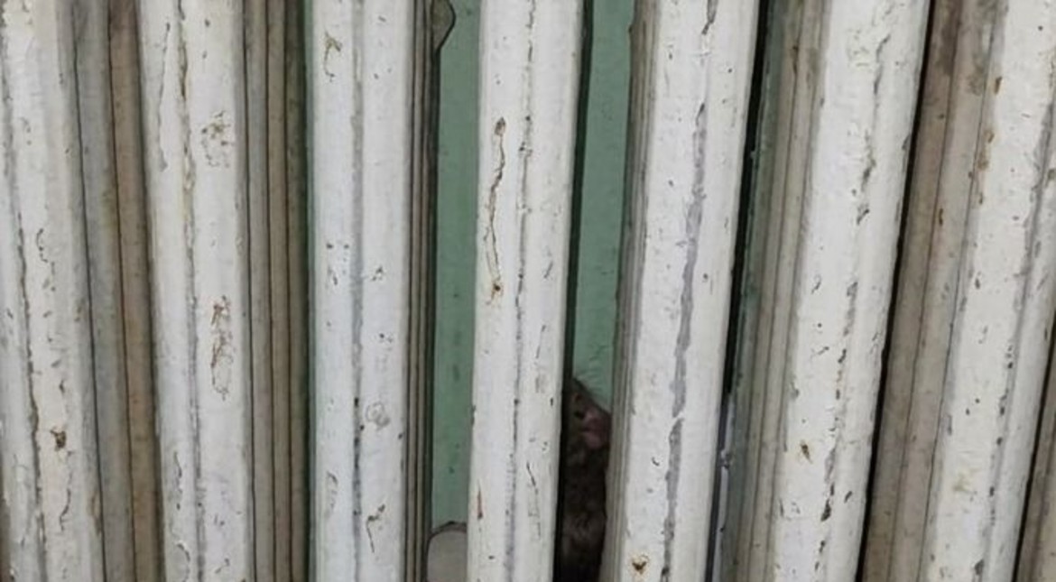 “A la noche juegan a la pelota con las ratas”: volvieron a encontrar excremento de roedores en las aulas