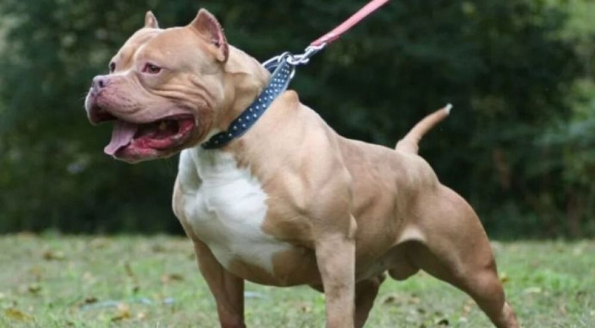 “A un perrito casi lo mata”: denuncian que un pitbull es paseado por el barrio sin bozal