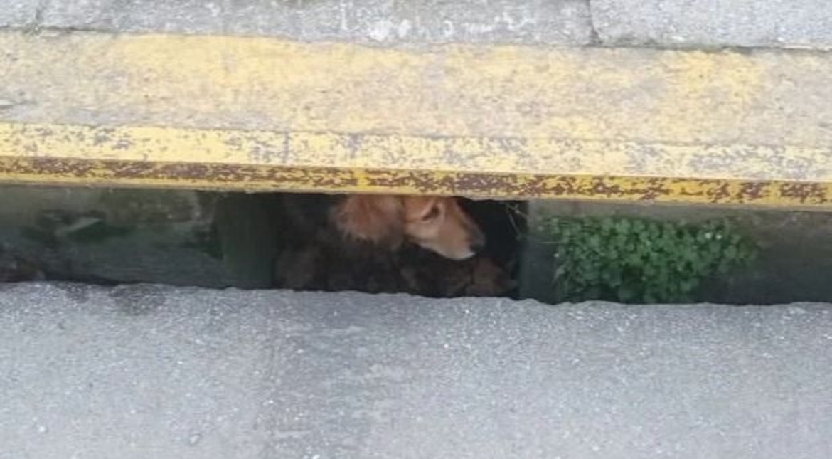 Un perro cayó en una boca de tormenta y fue rescatado por los Bomberos