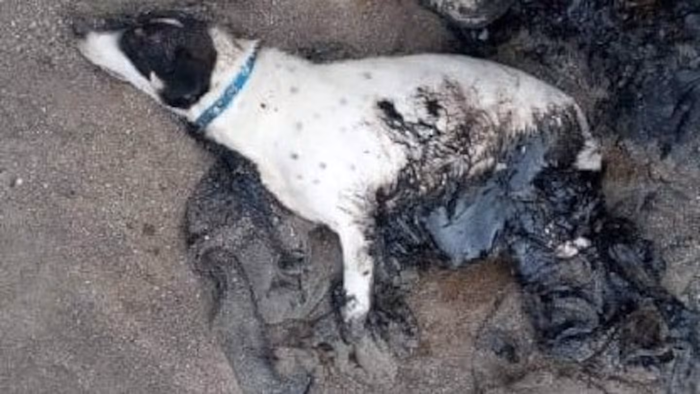 Dramático: vecinos rescatan a perro cubierto de petróleo y piden toallones viejos para limpiarlo