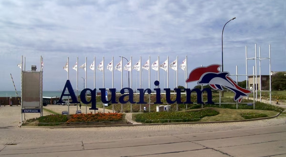 En quiebra: la insólita cifra de miles de dólares en la que cotizaron a cuatro pingüinos del ex Aquarium