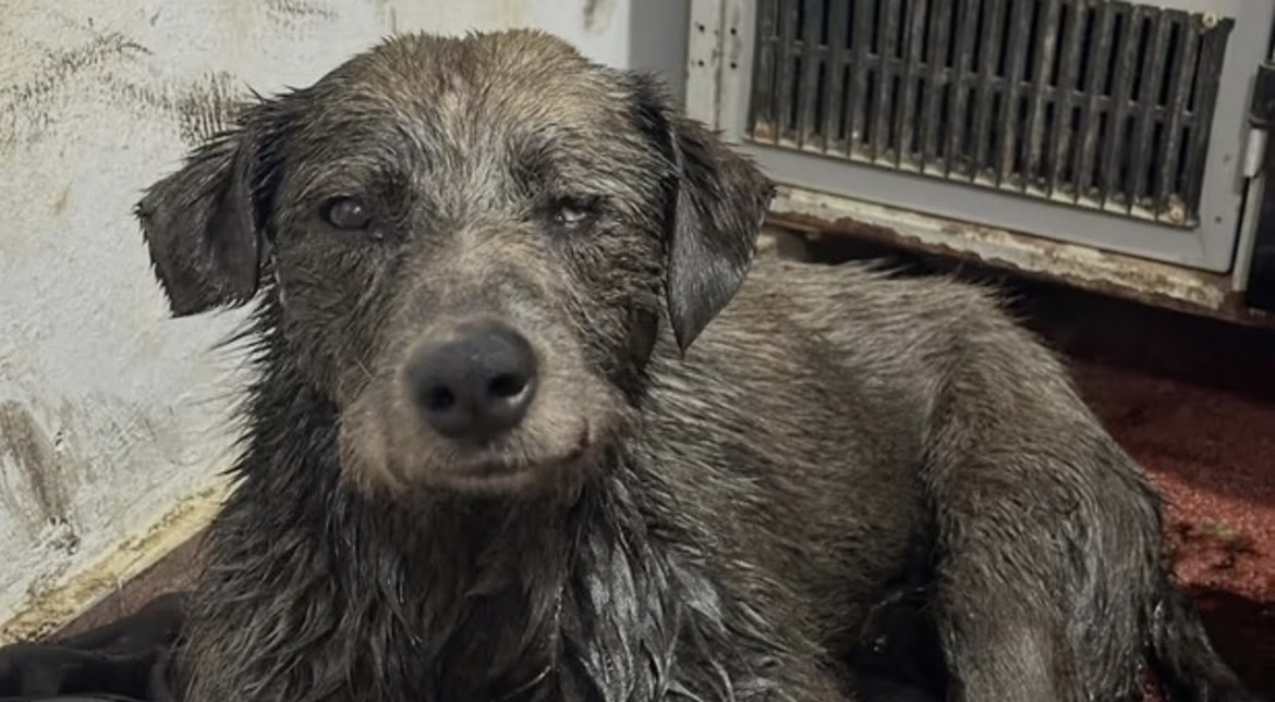 Cómo evoluciona el cuadro de Nico, el perro rescatado de un derrame de petróleo