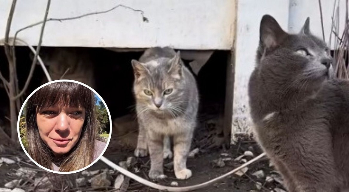 Famosa influencer llegó a Mar del Plata y se encontró con cinco gatitos abandonados: les busca hogar