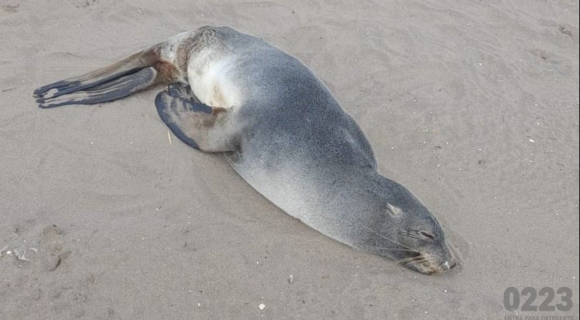 Sorprendente visita: apareció un pequeño lobo marino subantártico en una playa céntrica