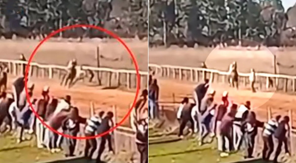 Ingresó a la pista de turf para festejar el triunfo de su caballo y fue atropellado por otro: quedó grabado