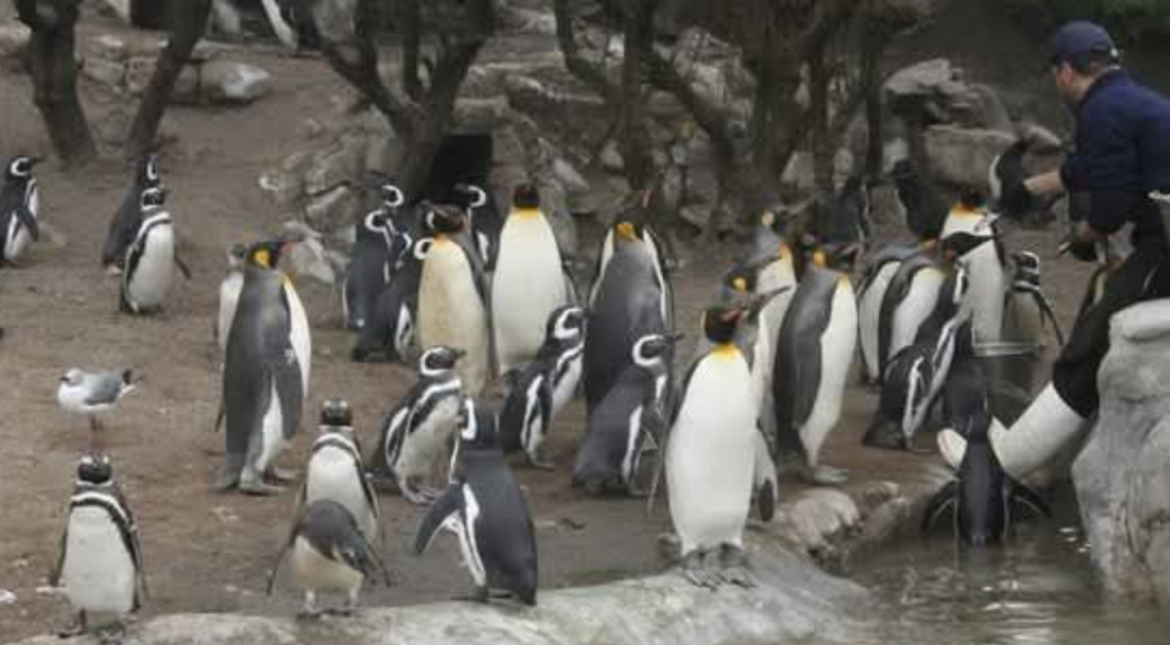 Exigen que los pingüinos del exAquarium sean devueltos al mar: "Venderlos es ilegal"