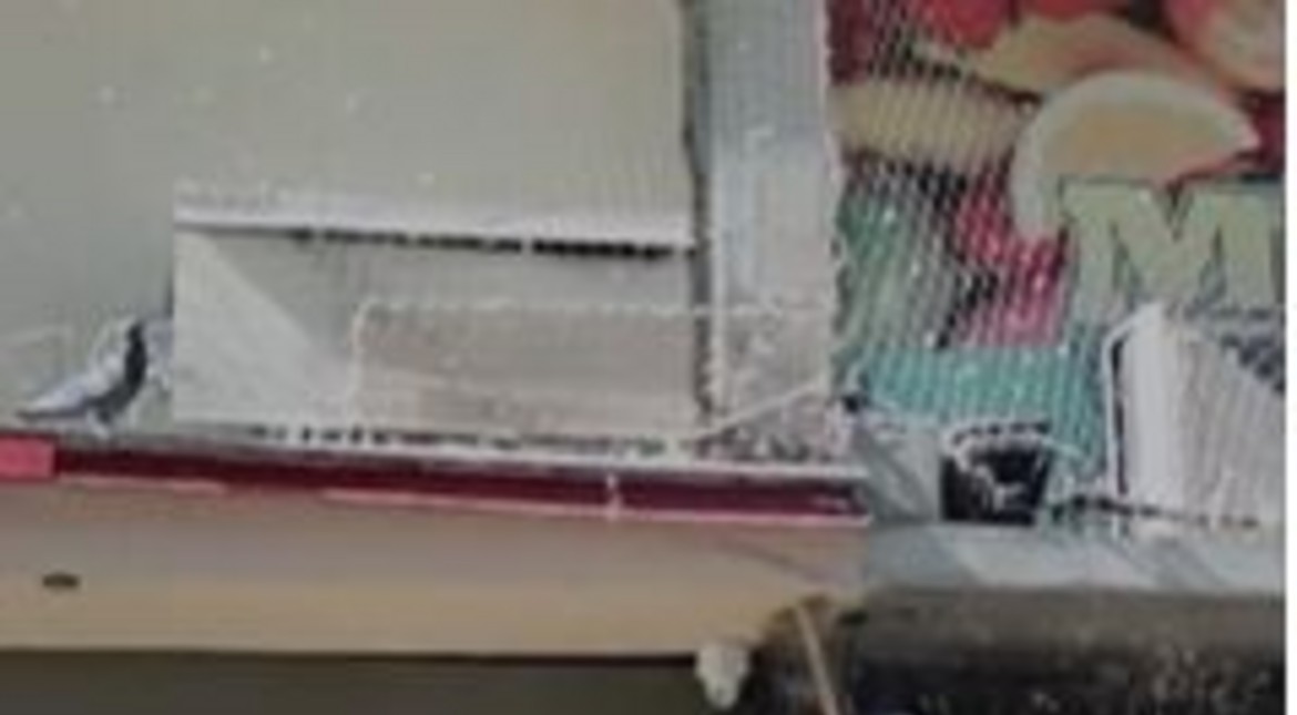 Palomas atrapadas y heridas: vecinos reclaman por una red colocada en una verdulería