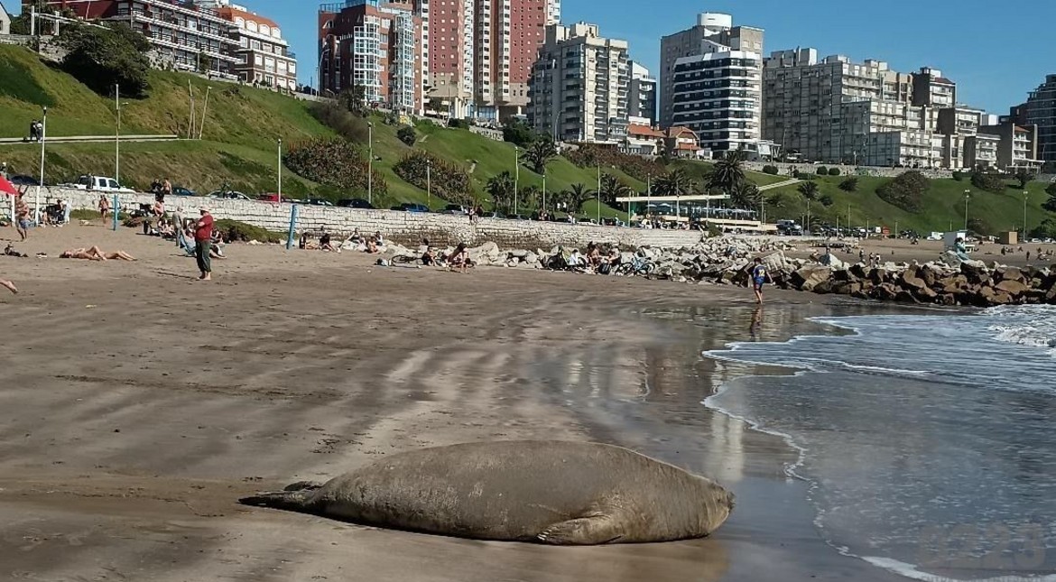 Salió el sol para todos y algunos ya aprovecharon la playa: apareció un elefante marino en Varese