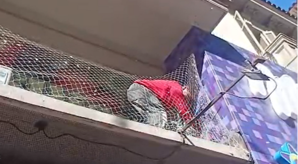 Polémica por las palomas atrapadas: la verdulería aclaró que bromatología requirió la red y que la rompen las aves