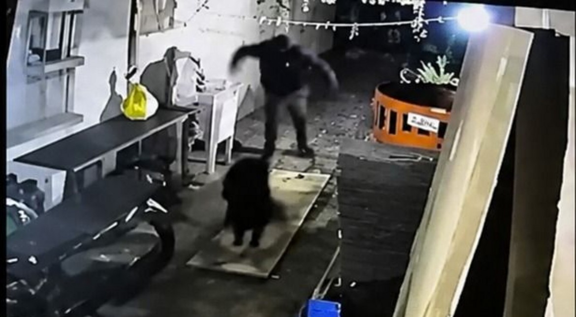 El héroe del día: un perro hizo huir a dos delincuentes que quisieron robar una moto