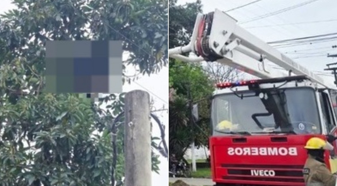 Se trepó a un árbol para sacar paltas, murió electrocutado y descubrieron su cuerpo horas después