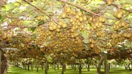 Buscan asistencia para 400 productores frutihortícolas afectados por el temporal
