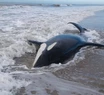 Aparecieron siete orcas varadas en La Caleta